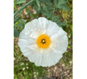 ROMNEYA coulteri ROMNEYA coulteri