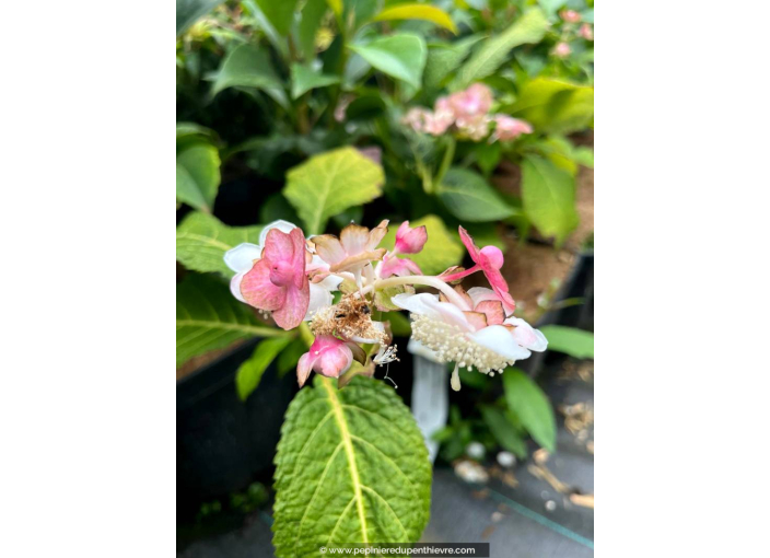 DEINANTHE bifida 'Pink Kii'