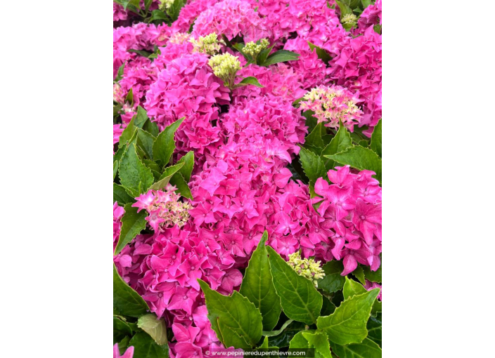 HYDRANGEA macrophylla 'Tovelit'
