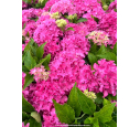 HYDRANGEA macrophylla 'Tovelit'