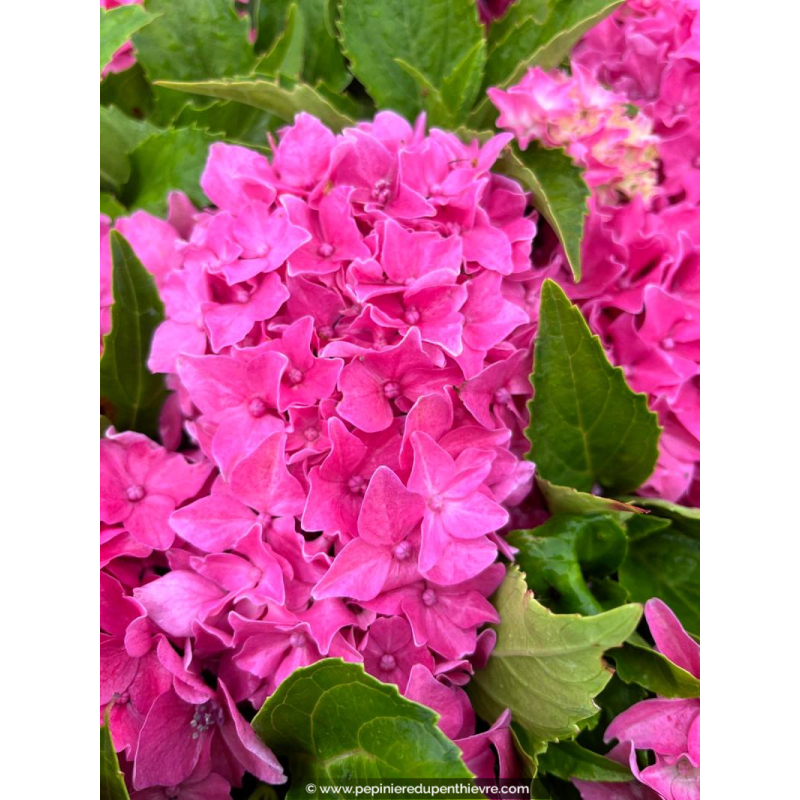 HYDRANGEA macrophylla 'Tovelit'