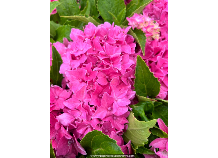 HYDRANGEA macrophylla 'Tovelit'