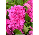 HYDRANGEA macrophylla 'Tovelit'