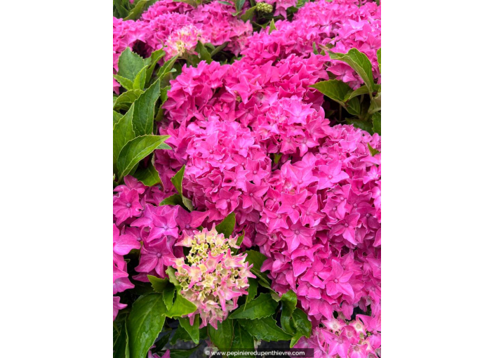 HYDRANGEA macrophylla 'Tovelit'