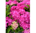 HYDRANGEA macrophylla 'Tovelit'