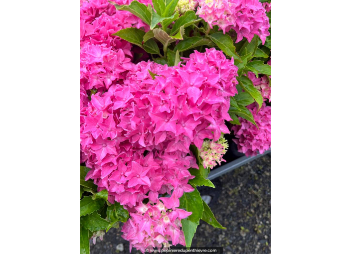 HYDRANGEA macrophylla 'Tovelit'