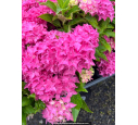 HYDRANGEA macrophylla 'Tovelit'