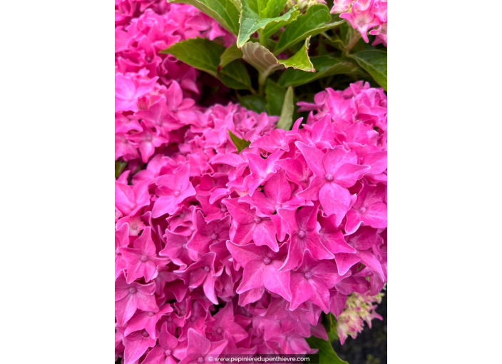 HYDRANGEA macrophylla 'Tovelit'