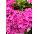 HYDRANGEA macrophylla 'Tovelit'