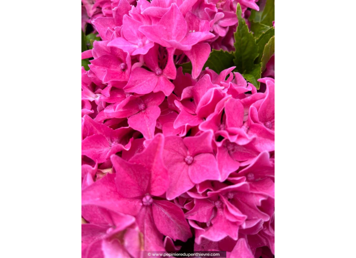 HYDRANGEA macrophylla 'Tovelit'