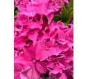 HYDRANGEA macrophylla 'Tovelit'