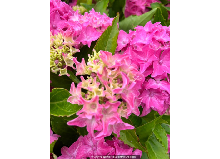 HYDRANGEA macrophylla 'Tovelit'
