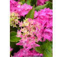 HYDRANGEA macrophylla 'Tovelit'