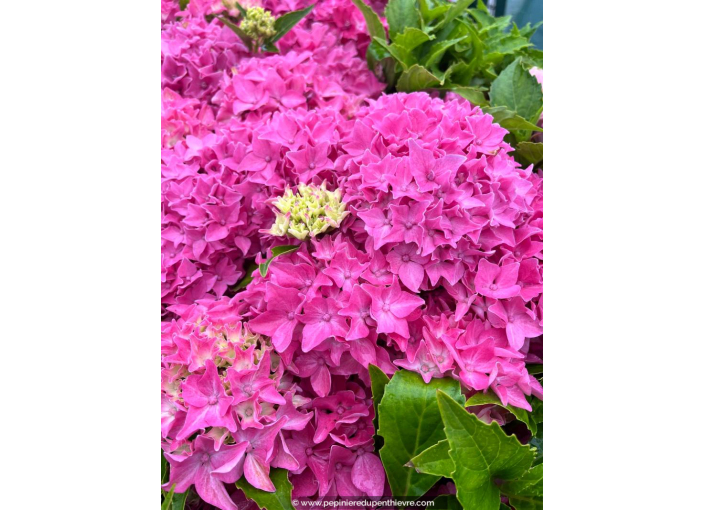 HYDRANGEA macrophylla 'Tovelit'