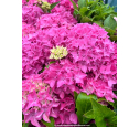 HYDRANGEA macrophylla 'Tovelit'