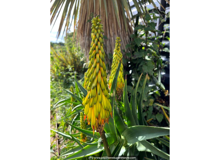 ALOE striatula