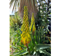 ALOE striatula