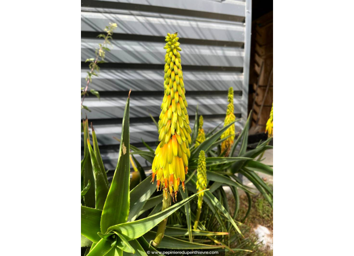 ALOE striatula
