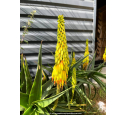 ALOE striatula