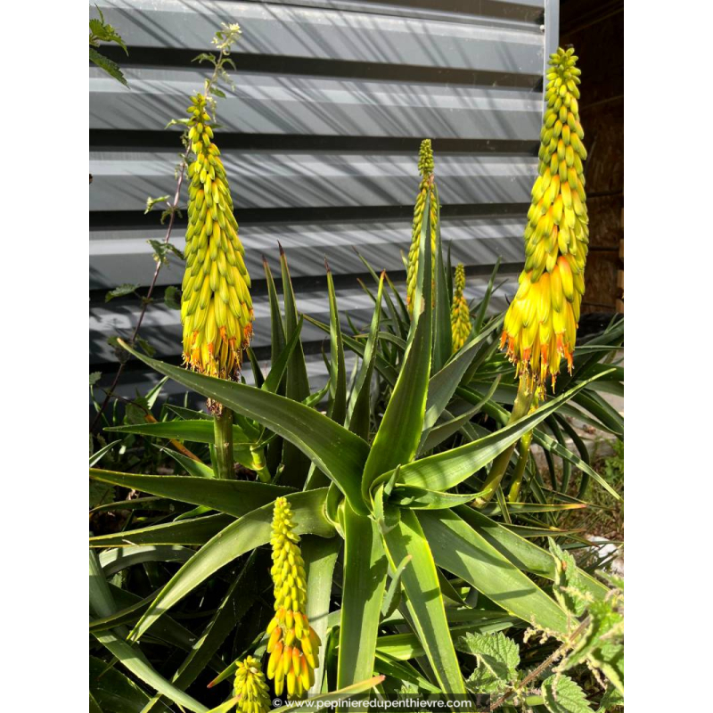 ALOE striatula
