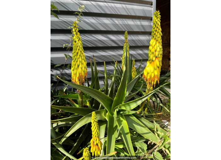 ALOE striatula