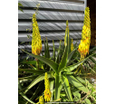 ALOE striatula