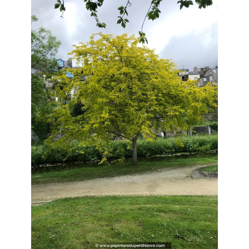 GLEDITSIA triacanthos 'Sunburst'