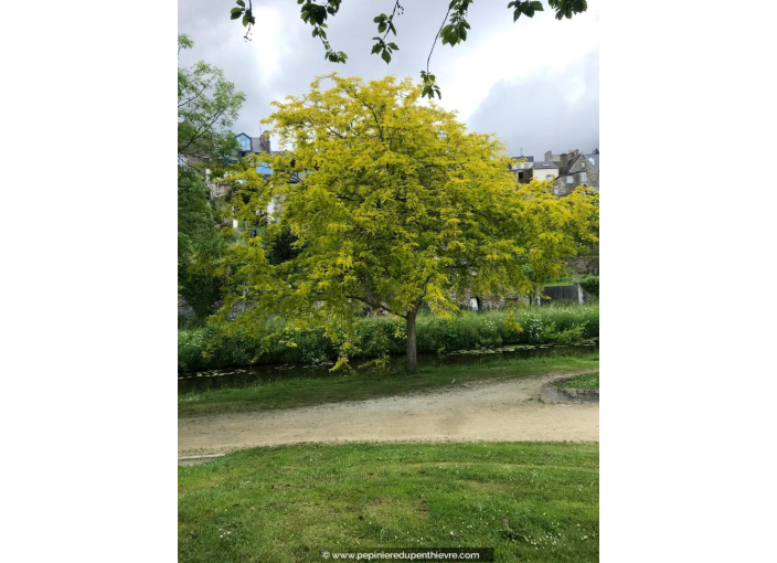 GLEDITSIA triacanthos 'Sunburst'
