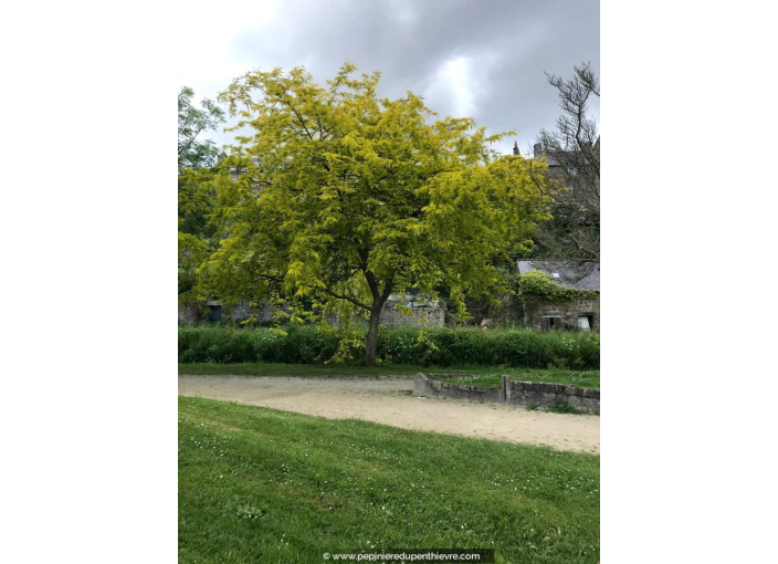 GLEDITSIA triacanthos 'Sunburst'