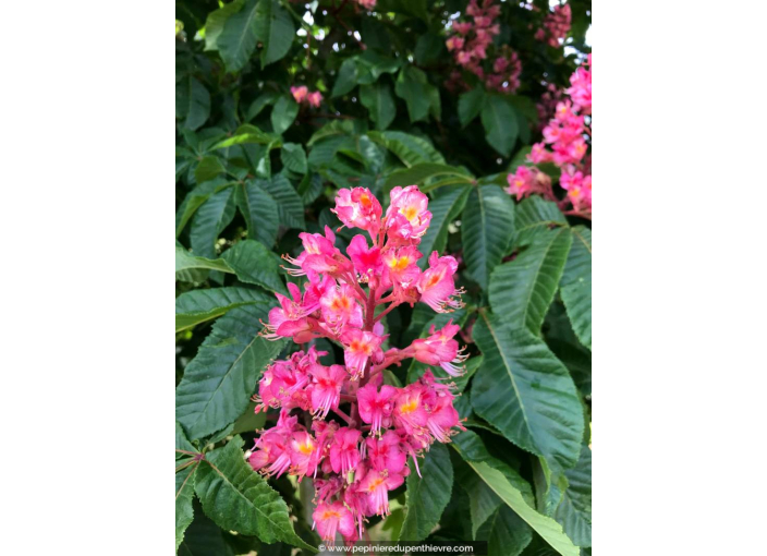 AESCULUS x carnea 'Briotii'