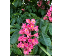 AESCULUS x carnea 'Briotii'