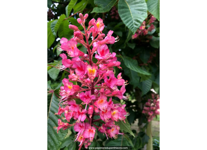 AESCULUS x carnea 'Briotii'