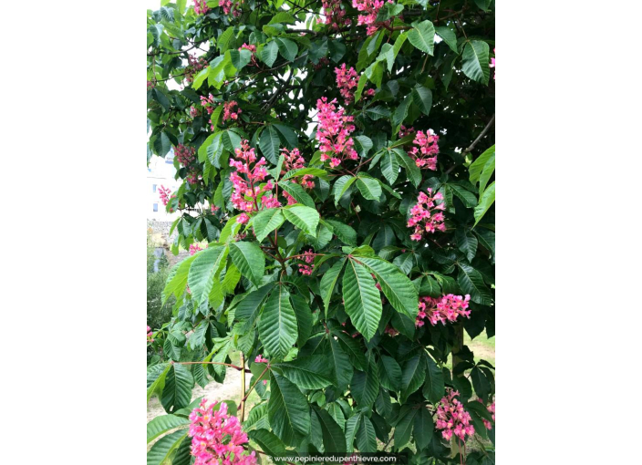 AESCULUS x carnea 'Briotii'