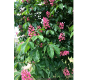AESCULUS x carnea 'Briotii'