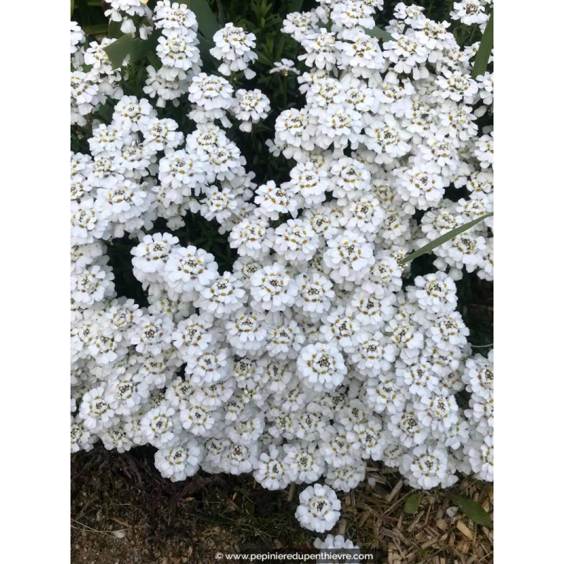 IBERIS sempervirens 'Snowflake'