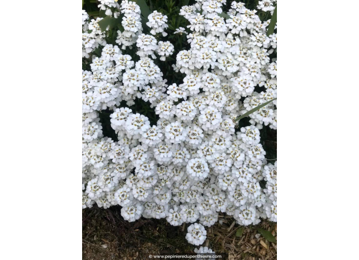 IBERIS sempervirens 'Snowflake'