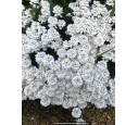 IBERIS sempervirens 'Snowflake' IBERIS sempervirens 'Snowflake'