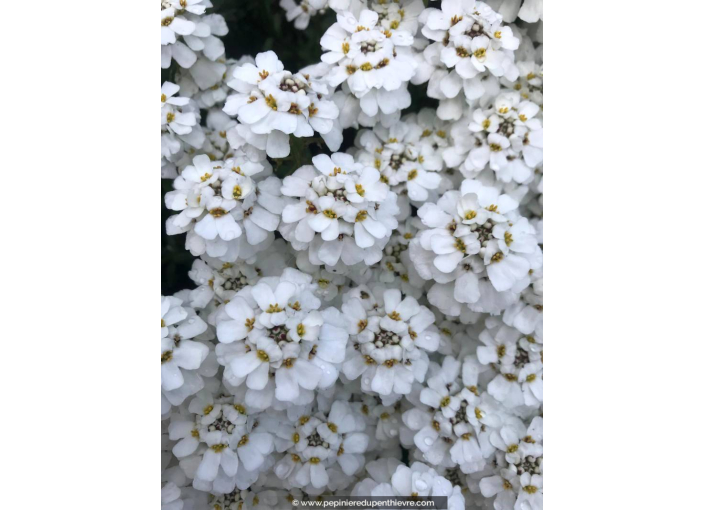 IBERIS sempervirens 'Snowflake' IBERIS sempervirens 'Snowflake'