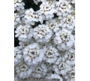 IBERIS sempervirens 'Snowflake' IBERIS sempervirens 'Snowflake'