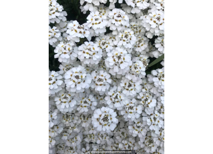 IBERIS sempervirens 'Snowflake' IBERIS sempervirens 'Snowflake'