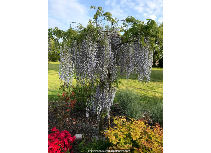 WISTERIA floribunda 'Macrobotrys'