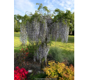 WISTERIA floribunda 'Macrobotrys'