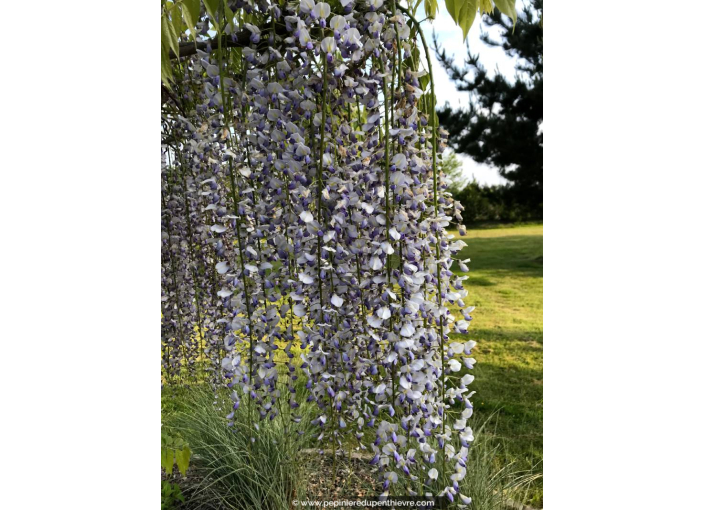 WISTERIA floribunda 'Macrobotrys'