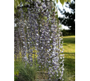 WISTERIA floribunda 'Macrobotrys'