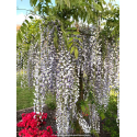 WISTERIA floribunda \'Macrobotrys\'