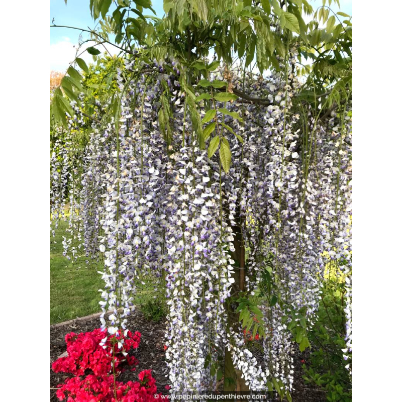 WISTERIA floribunda 'Macrobotrys'
