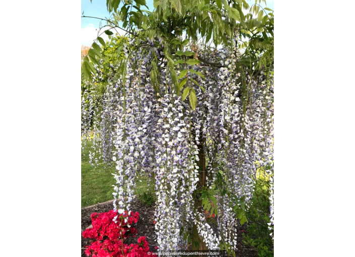 WISTERIA floribunda 'Macrobotrys'