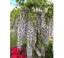 WISTERIA floribunda 'Macrobotrys'