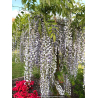 WISTERIA floribunda \'Macrobotrys\'