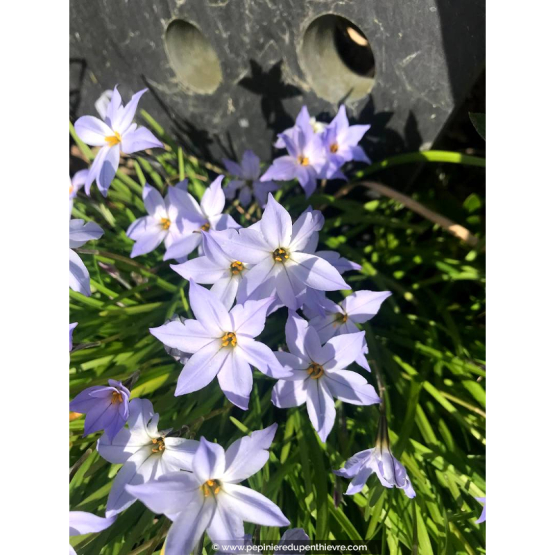 IPHEION uniflorum 'Wisley Blue'